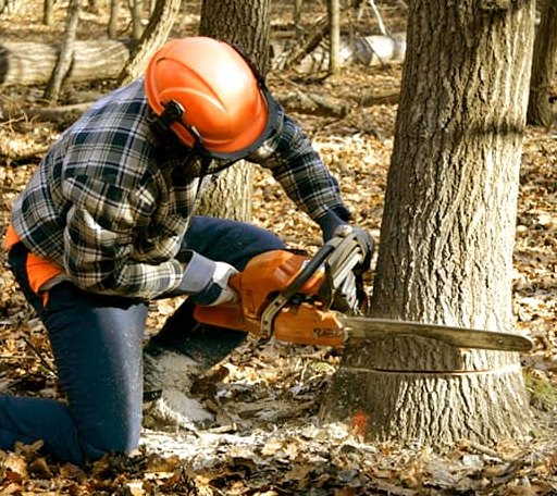 Tree Removal in Barton City, MI